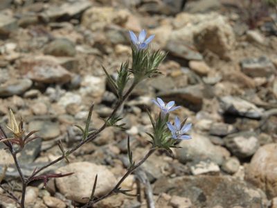 Eriastrum wilcoxii, photographed by Jim Morefield