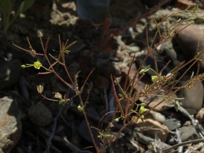 Linanthus filiformis, photographed by Jim Morefield
