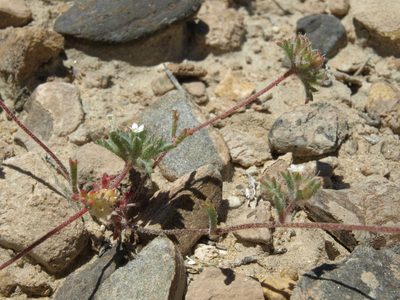 Ipomopsis polycladon, photographed by Jim Morefield