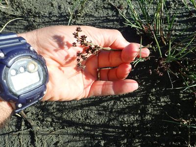 Juncus articulatus, photographed by Arnim Littek