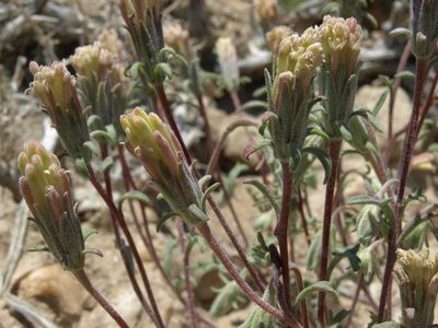Chaenactis macrantha, photographed by Jim Morefield