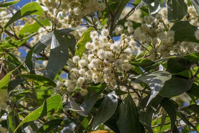 Acacia flavescens, photographed by Bruce Cathie