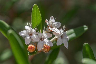 Phebalium woombye, photographed by Bruce Cathie