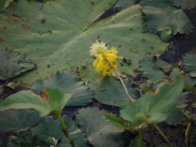 Neptunia oleracea, photographed by Dinesh Valke