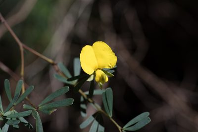Gompholobium virgatum, photographed by Bruce Cathie