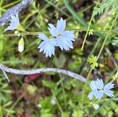 Lithophragma affine, photographed by Chuck Wilson