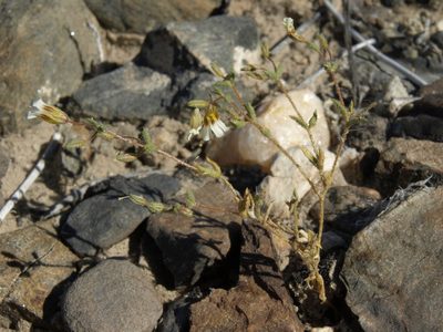 Linanthus campanulatus, photographed by Jim Morefield
