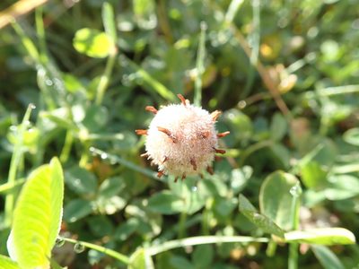 Trifolium fragiferum, photographed by Arnim Littek