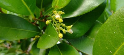 Xylocarpus granatum, photographed by Dana Lee Ling
