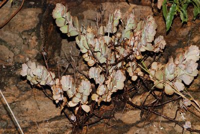 Kalanchoe fedtschenkoi, photographed by Andrew Hankey