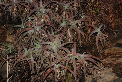 Aloe acutissima, photographed by Andrew Hankey
