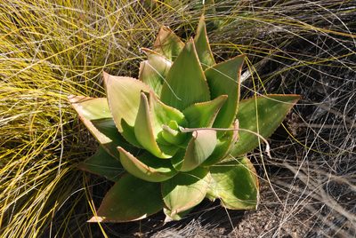 Aloe deltoideodonta, photographed by Andrew Hankey