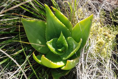 Aloe deltoideodonta, photographed by Andrew Hankey