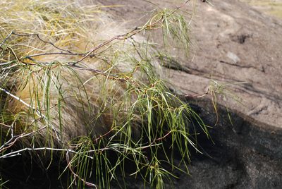 Ischnolepis graminifolia, photographed by Andrew Hankey