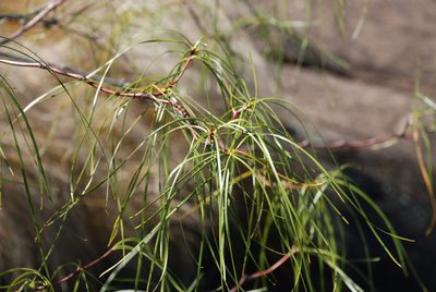 Ischnolepis graminifolia, photographed by Andrew Hankey