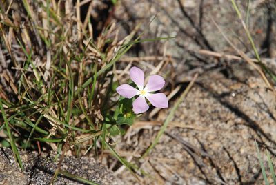 Catharanthus ovalis, photographed by Andrew Hankey