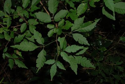 Allophylus cobbe, photographed by Andrew Hankey