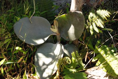 Kalanchoe orgyalis, photographed by Andrew Hankey