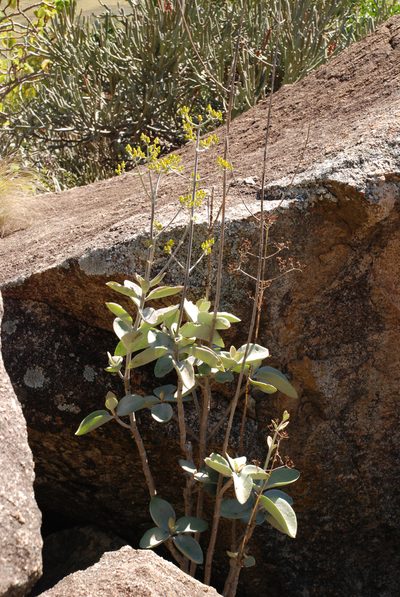 Kalanchoe orgyalis, photographed by Andrew Hankey