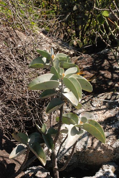 Kalanchoe orgyalis, photographed by Andrew Hankey