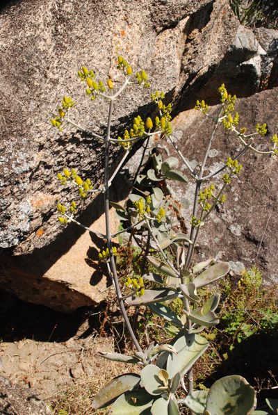 Kalanchoe orgyalis, photographed by Andrew Hankey