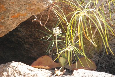 Kalanchoe synsepala, photographed by Andrew Hankey