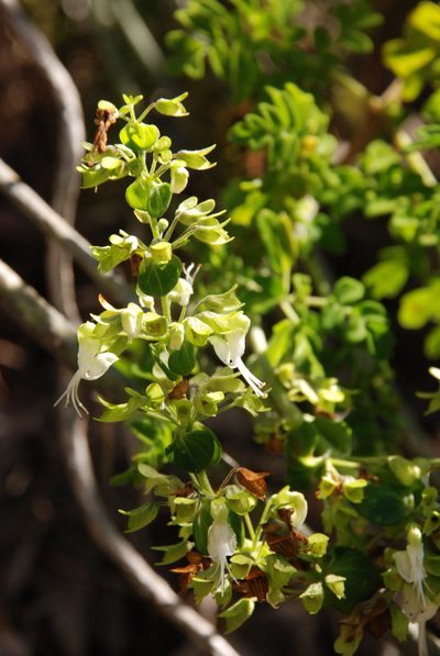 Capitanopsis oreophila, photographed by Andrew Hankey