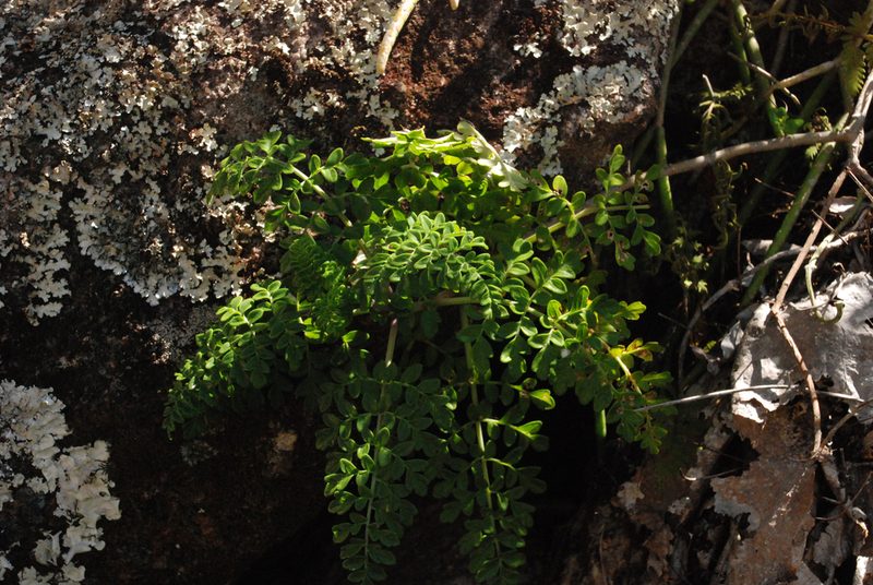 Capitanopsis oreophila, photographed by Andrew Hankey