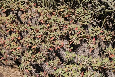Euphorbia fianarantsoae, photographed by Andrew Hankey