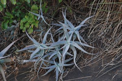 Aloe newtonii, photographed by Andrew Hankey