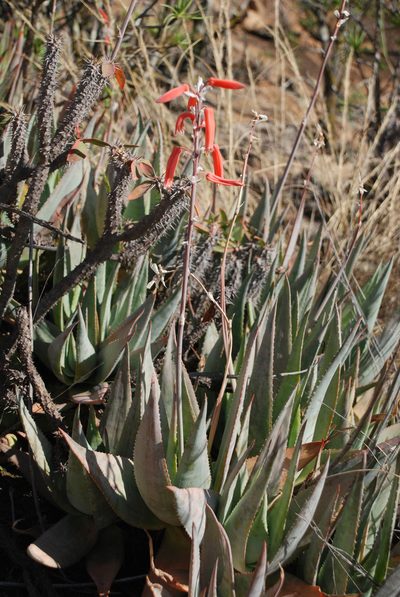 Aloe deltoideodonta, photographed by Andrew Hankey
