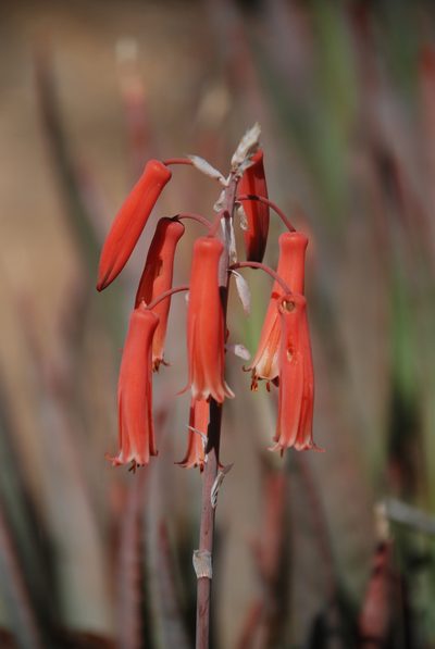 Aloe deltoideodonta, photographed by Andrew Hankey