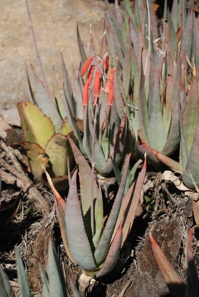 Aloe deltoideodonta, photographed by Andrew Hankey