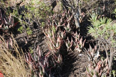 Aloe deltoideodonta, photographed by Andrew Hankey