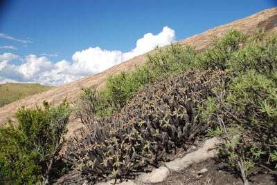 Euphorbia fianarantsoae, photographed by Andrew Hankey