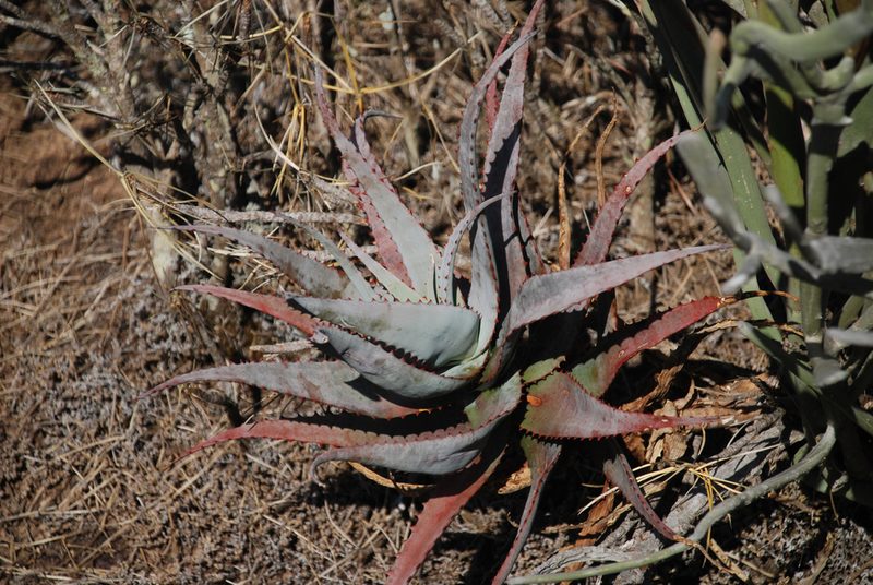 Aloe newtonii, photographed by Andrew Hankey
