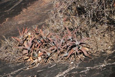 Aloe newtonii, photographed by Andrew Hankey
