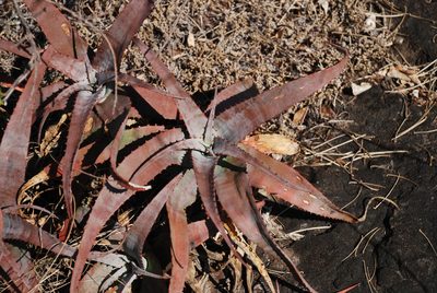 Aloe newtonii, photographed by Andrew Hankey