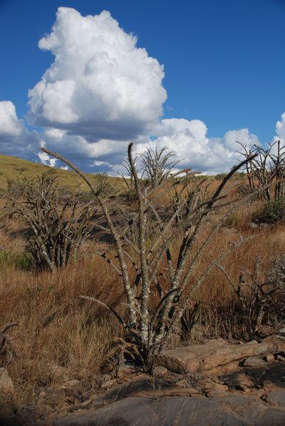 Euphorbia didiereoides, photographed by Andrew Hankey