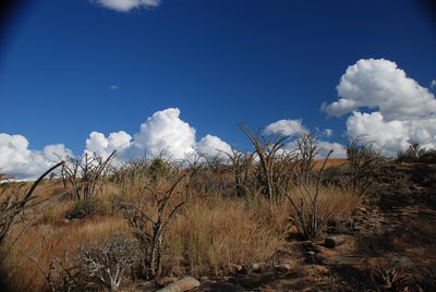 Euphorbia didiereoides, photographed by Andrew Hankey
