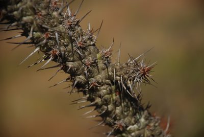 Euphorbia didiereoides, photographed by Andrew Hankey