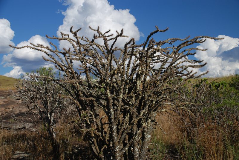 Euphorbia didiereoides, photographed by Andrew Hankey