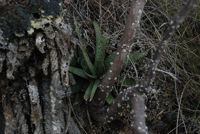 Aloe perrieri, photographed by Andrew Hankey