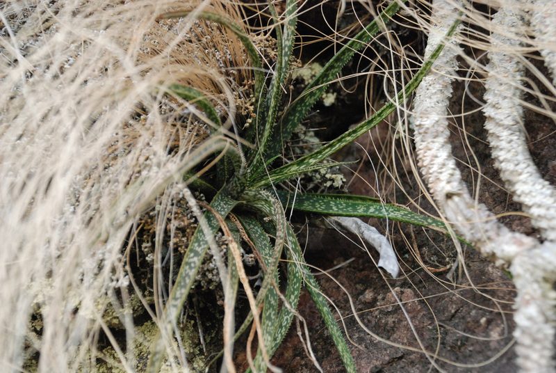 Aloe perrieri, photographed by Andrew Hankey