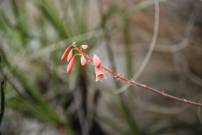 Aloe perrieri, photographed by Andrew Hankey