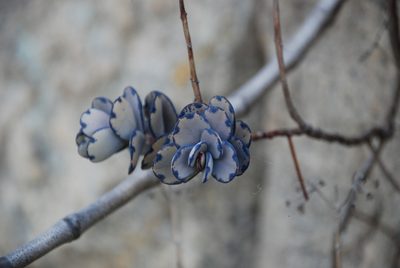 Kalanchoe fedtschenkoi, photographed by Andrew Hankey
