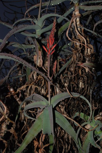 Aloe acutissima, photographed by Andrew Hankey