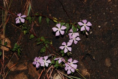 Catharanthus ovalis, photographed by Andrew Hankey