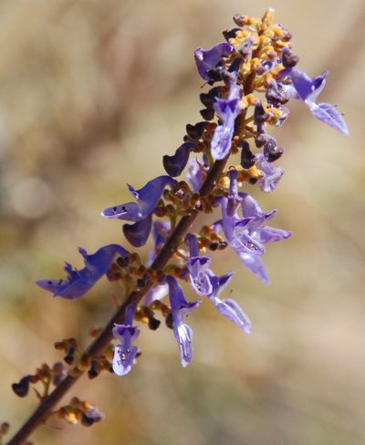 Coleus lanceolatus, photographed by Andrew Hankey