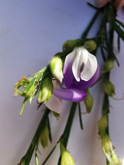 Psoralea filifolia, photographed by Cait Smith